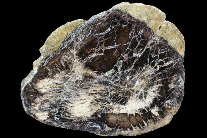 Polished Petrified Wood (Oak) Slab - Oregon #68039